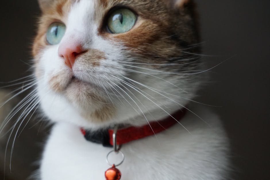 Free stock photo via Pexels